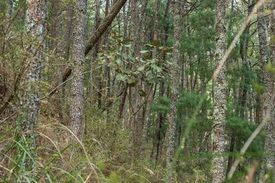 Sinopanax formosanus, photographed by 國立臺灣博物館