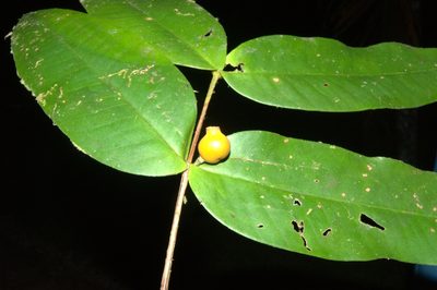 Mouriri osaensis, photographed by Eduardo Chacón Madrigal