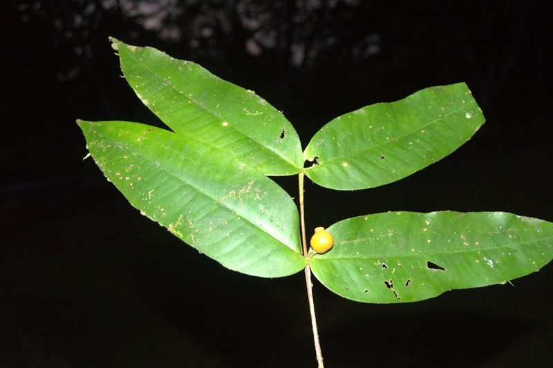 Mouriri osaensis, photographed by Eduardo Chacón Madrigal