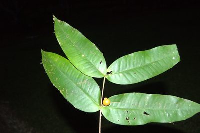 Mouriri osaensis, photographed by Eduardo Chacón Madrigal