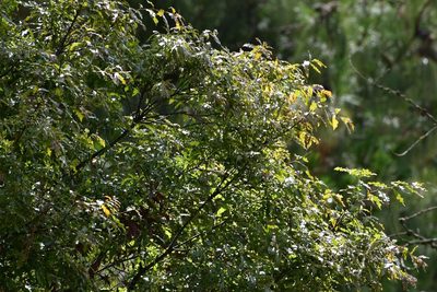 Quercus ocoteifolia, photographed by Neptalí Ramírez Marcial