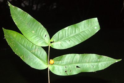 Mouriri osaensis, photographed by Eduardo Chacón Madrigal