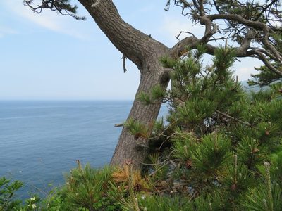 Pinus thunbergii, photographed by Marco Mussita