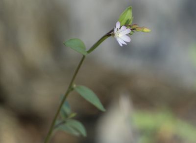 Epilobium minutum, photographed by davidbroadland