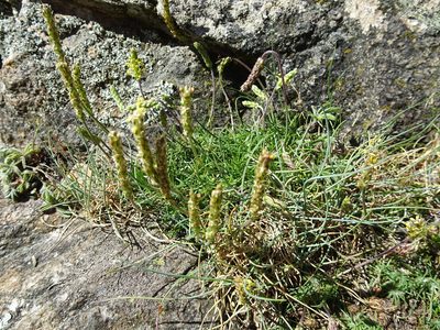 Plantago subulata, photographed by Thomas Koffel