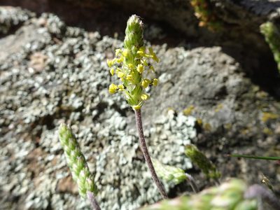 Plantago subulata, photographed by Thomas Koffel
