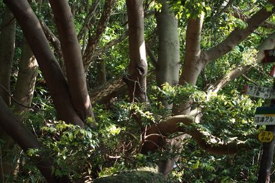 Cinnamomum chekiangense, photographed by harum.koh