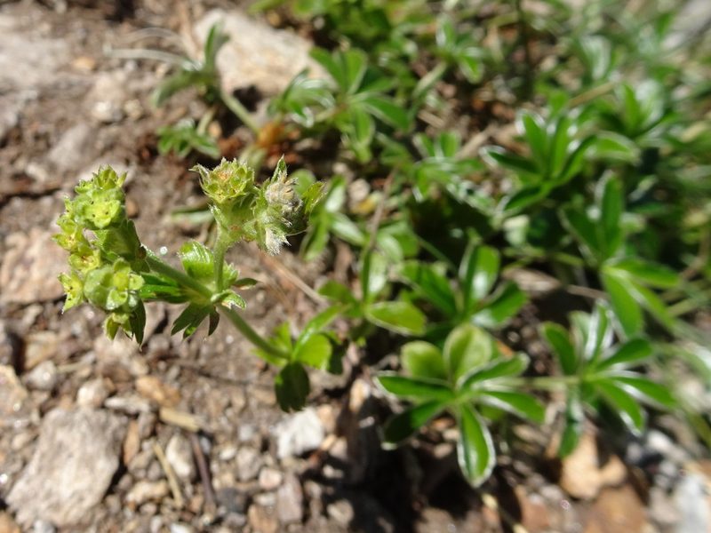 Alchemilla saxatilis, photographed by Thomas Koffel