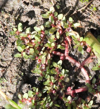 Elatine brachysperma, photographed by Millie Basden