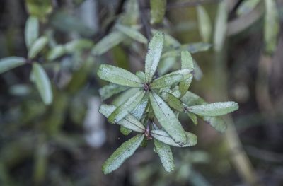 Leionema nudum, photographed by Cara-Lisa Schloots
