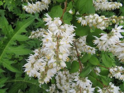 Deutzia crenata, photographed by Marco Mussita