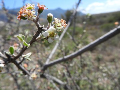 Malacomeles denticulata, photographed by Leticia Jiménez Hernández