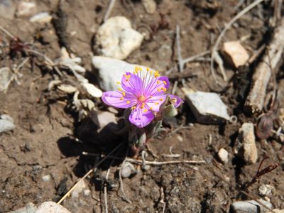 Anacampseros coahuilensis, photographed by Leticia Jiménez Hernández