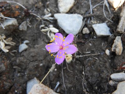 Anacampseros coahuilensis, photographed by Leticia Jiménez Hernández