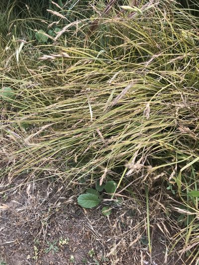 Carex tumulicola, photographed by Marcus Tamura