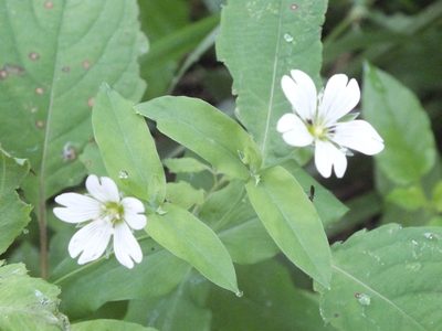 Cerastium davuricum, photographed by Татьяна Фирсова