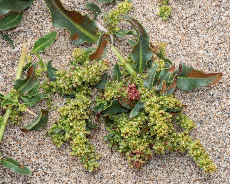 Rumex crassus, photographed by Don Loarie