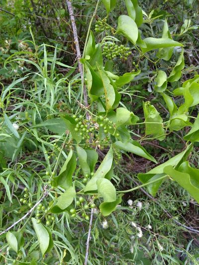 Smilax californica, photographed by calibas