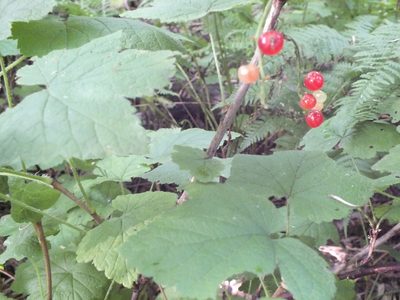 Ribes spicatum, photographed by Татьяна Фирсова