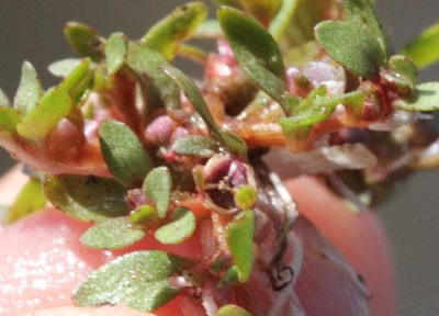 Elatine brachysperma, photographed by Millie Basden