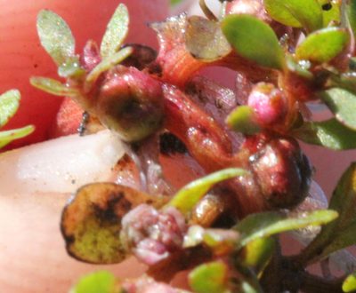 Elatine brachysperma, photographed by Millie Basden