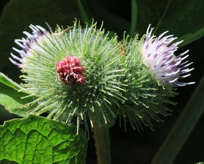 Arctium nemorosum, photographed by Sandy Rae