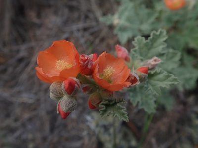 Sphaeralcea munroana, photographed by Nolan Exe