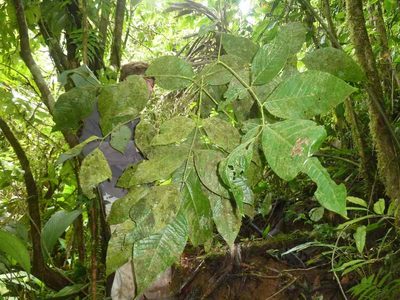Amyris magnifolia, photographed by Eduardo Chacón Madrigal