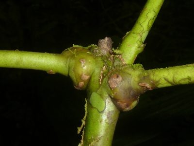 Amyris magnifolia, photographed by Eduardo Chacón Madrigal