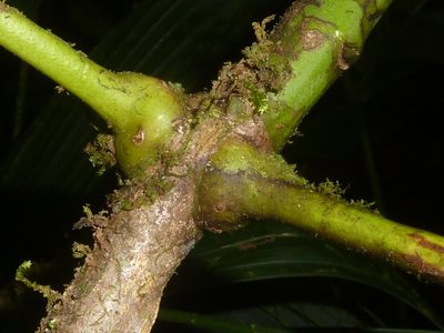 Amyris magnifolia, photographed by Eduardo Chacón Madrigal