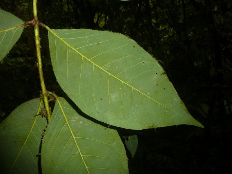 Amyris magnifolia, photographed by Eduardo Chacón Madrigal