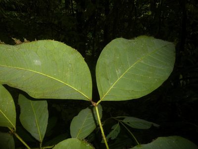Amyris magnifolia, photographed by Eduardo Chacón Madrigal