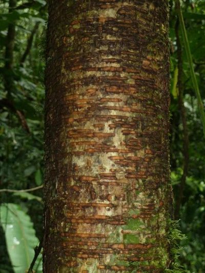Brosimum costaricanum, photographed by Eduardo Chacón Madrigal