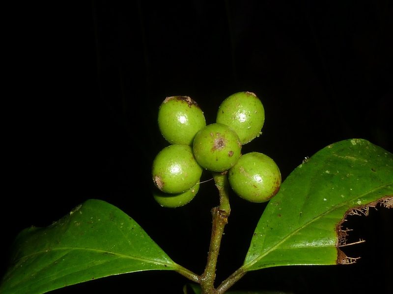 Mollinedia viridiflora, photographed by Eduardo Chacón Madrigal