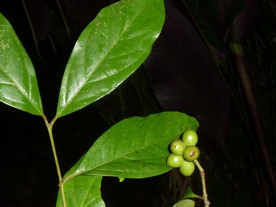 Mollinedia viridiflora, photographed by Eduardo Chacón Madrigal