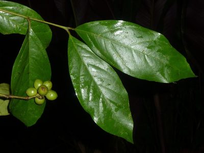 Mollinedia viridiflora, photographed by Eduardo Chacón Madrigal
