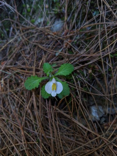 Mazus alpinus, photographed by Cheng-Te Hsu