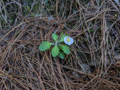 Mazus alpinus, photographed by Cheng-Te Hsu