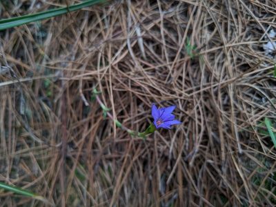 Gentiana arisanensis, photographed by Cheng-Te Hsu