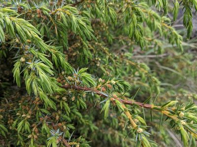 Juniperus formosana, photographed by Cheng-Te Hsu