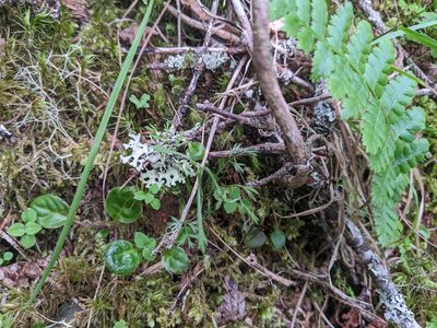 Chaerophyllum involucratum, photographed by Cheng-Te Hsu