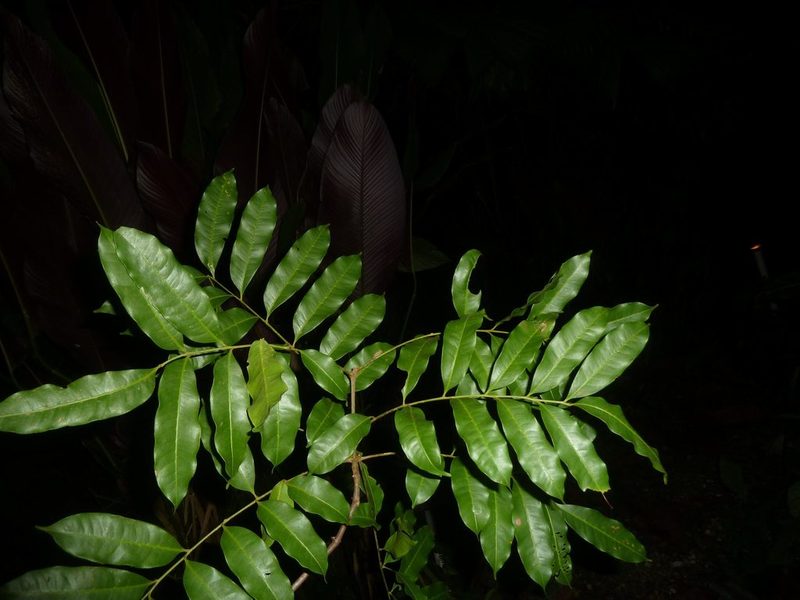 Matayba oppositifolia, photographed by Eduardo Chacón Madrigal