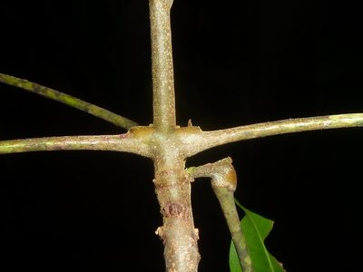 Matayba oppositifolia, photographed by Eduardo Chacón Madrigal
