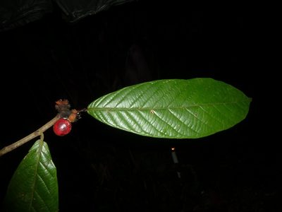 Unonopsis theobromifolia, photographed by Eduardo Chacón Madrigal