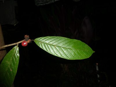 Unonopsis theobromifolia, photographed by Eduardo Chacón Madrigal