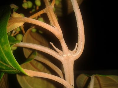 Miconia osaensis, photographed by Eduardo Chacón Madrigal