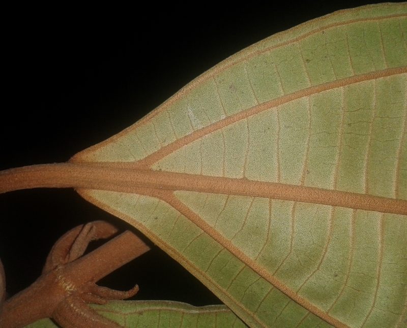 Miconia osaensis, photographed by Eduardo Chacón Madrigal