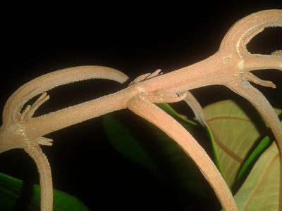 Miconia osaensis, photographed by Eduardo Chacón Madrigal