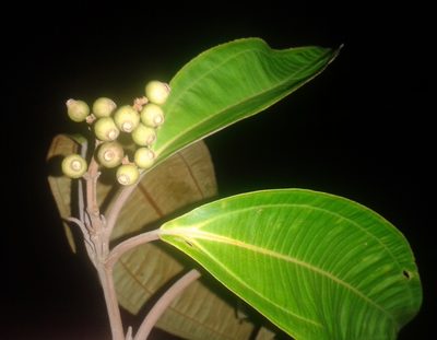 Miconia osaensis, photographed by Eduardo Chacón Madrigal