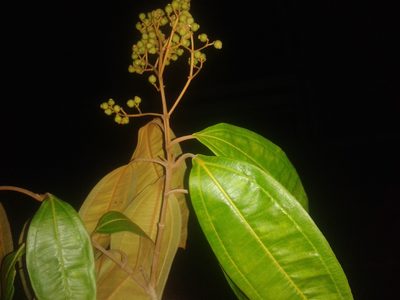 Miconia osaensis, photographed by Eduardo Chacón Madrigal